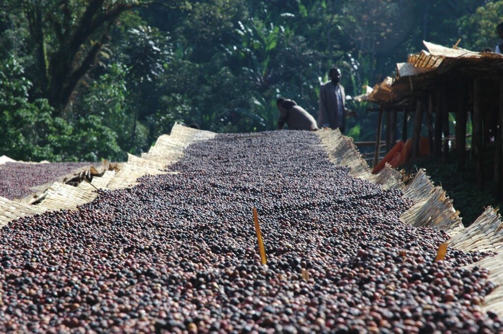 Yirgacheffe coffee
